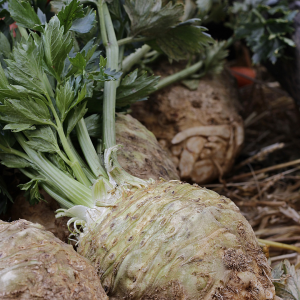Leafy Celeriac x 1