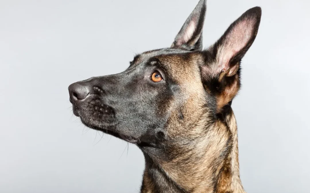 Complete Guide to Buying Belgian Malinois Puppies and Beginning Personal Protection Dog Training