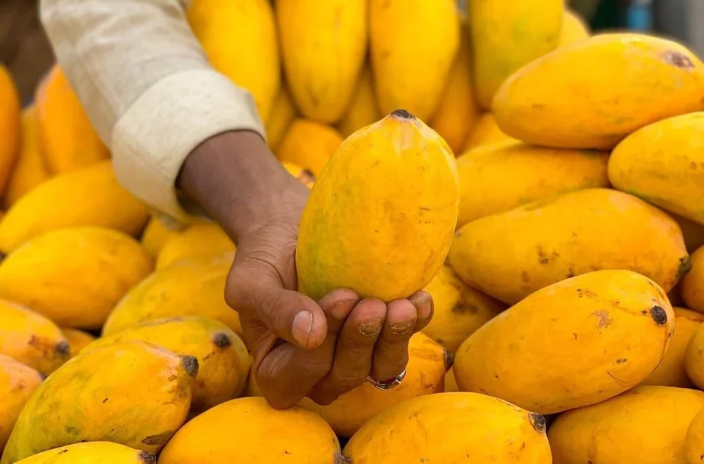 Mango Price in Pakistan 2026 Comprehensive Market Analysis and Insights