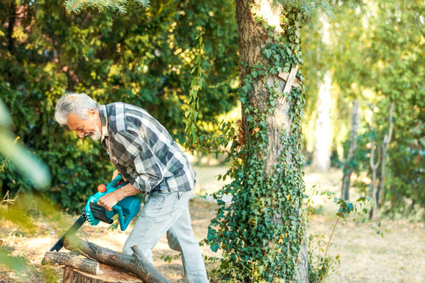 Why Tree Felling Is Vital for Hazardous Timber