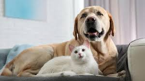 The Ultimate Guide to Pet Care Planning