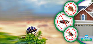 Reliable Termite Protection and Pest Management in Lahore