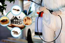 Complete Guide to Protecting Your Property from Termites in Lahore