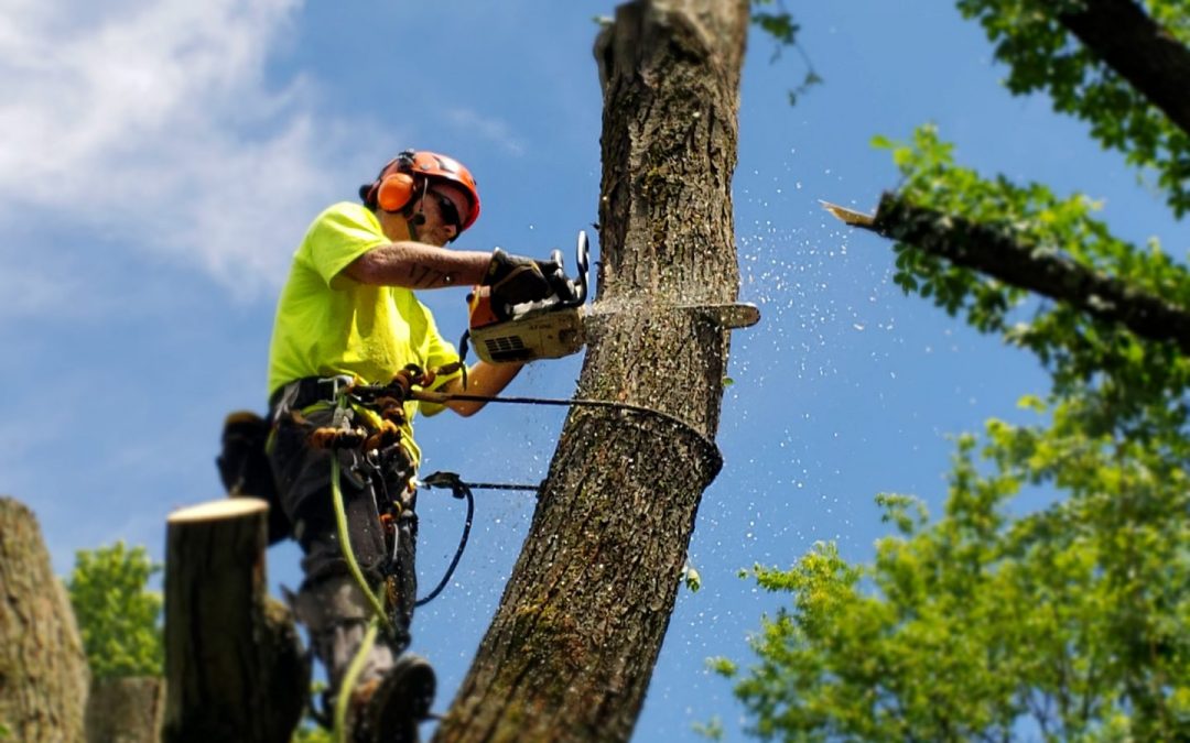 Why Professional Tree Removal Prevents Limb or Root Damage