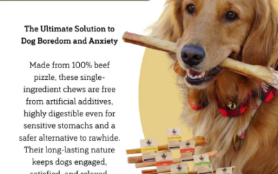 Buy Bully Sticks Online – High-Quality Dog Treats for Strong Teeth