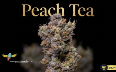Peach Tea Seeds: A Masterpiece of Fruit-Forward Genetics