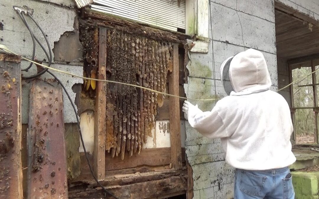How to Protect Pergola Roofs From Bee Colonies