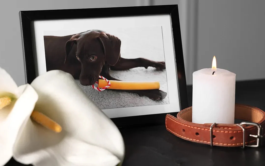 What Coping Steps Help Deal With Unexpected Pet Loss?