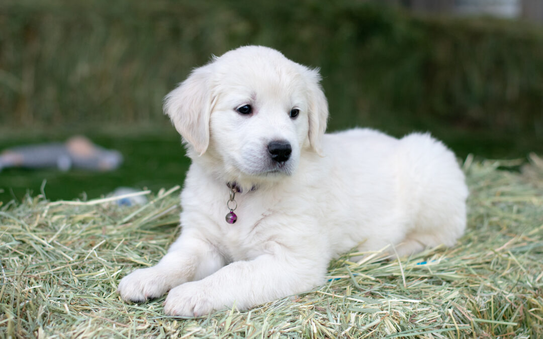 How Can You Train A Retriever To Obey Commands Easily?