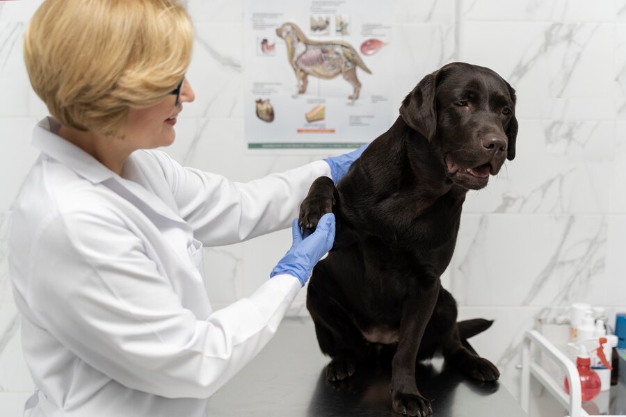 Fenbendazole 444 mg: A Trusted Solution for Parasitic Infections