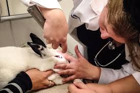 Rabbit Savvy Veterinarian Secrets Every Bunny Owner Should Know