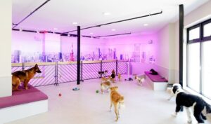 daycare and boarding services